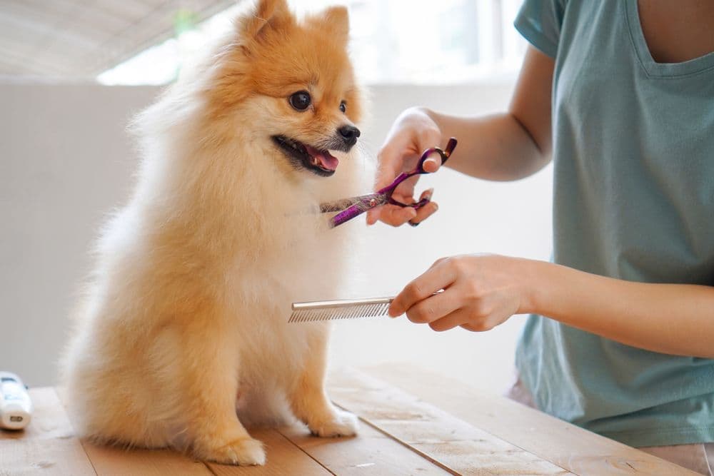 Pet groomer sisanje pasa šisanje